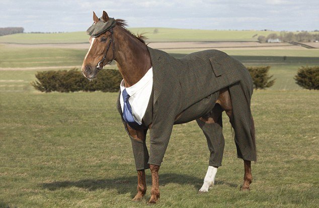 英设计师为赛马穿西装打领带 独特装束引人瞩