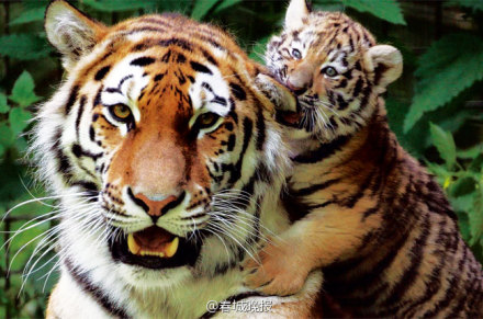 WWF数据:全球野生老虎数量自1900年以来首次