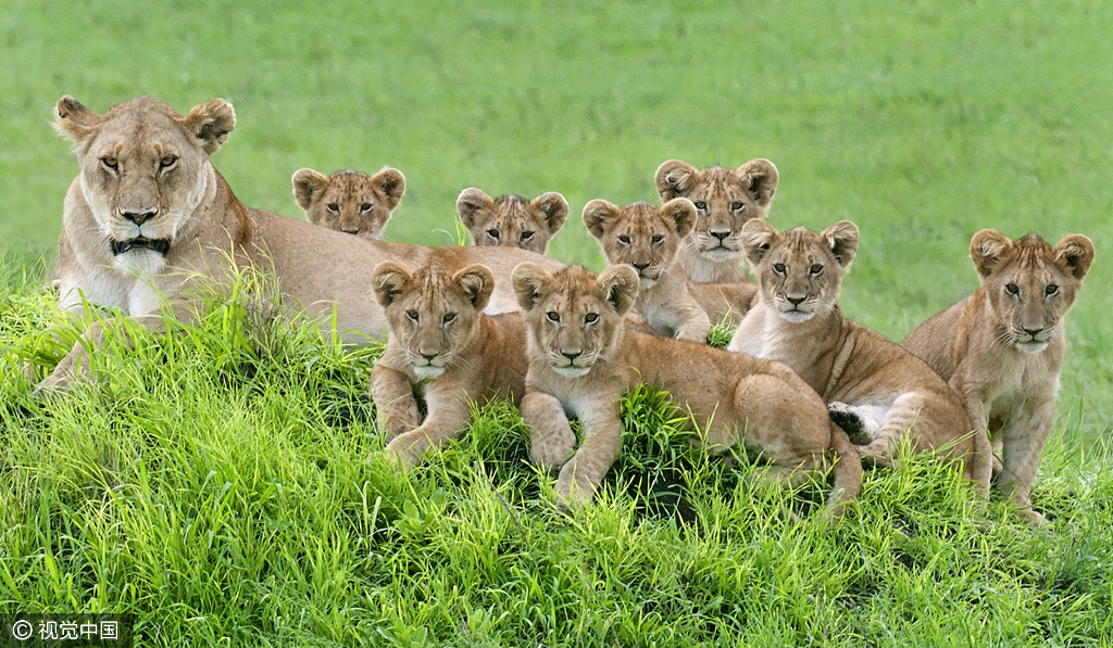 坦桑尼亚:狮子一家11口罕见同框 拍超萌全家福