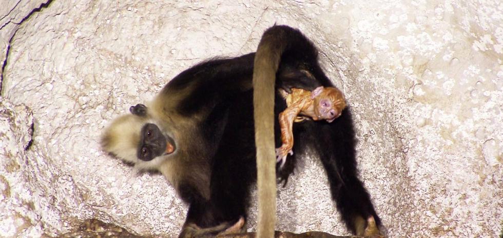 神奇自然！野生猴子分娩也有“助产婆”