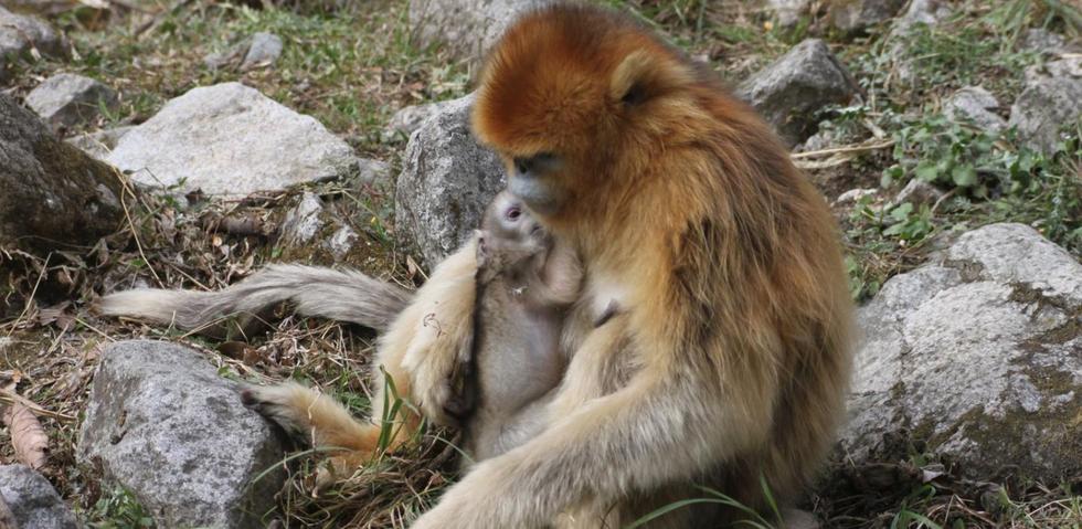 神奇自然！野生猴子分娩也有“助产婆”