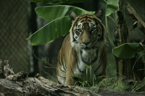 美国檀香山动物园25岁老虎器官衰竭被安乐死（图）
