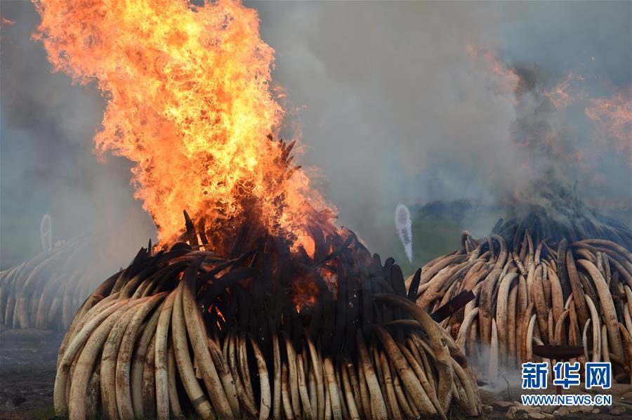 （国际）（6）肯尼亚焚烧105吨象牙和1.3吨犀牛角