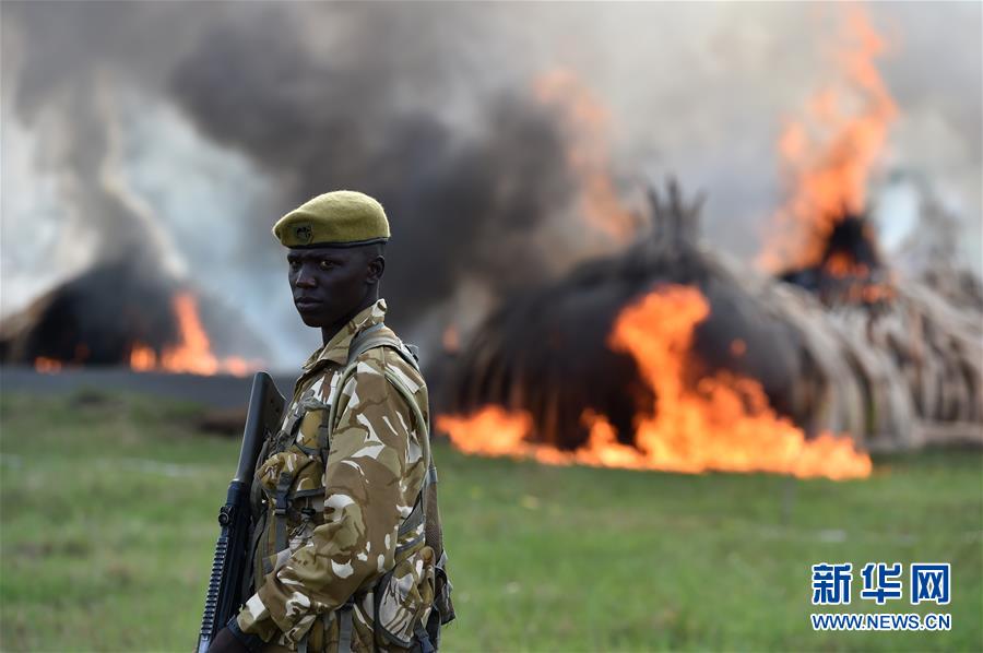 （国际）（1）肯尼亚焚烧105吨象牙和1.3吨犀牛角
