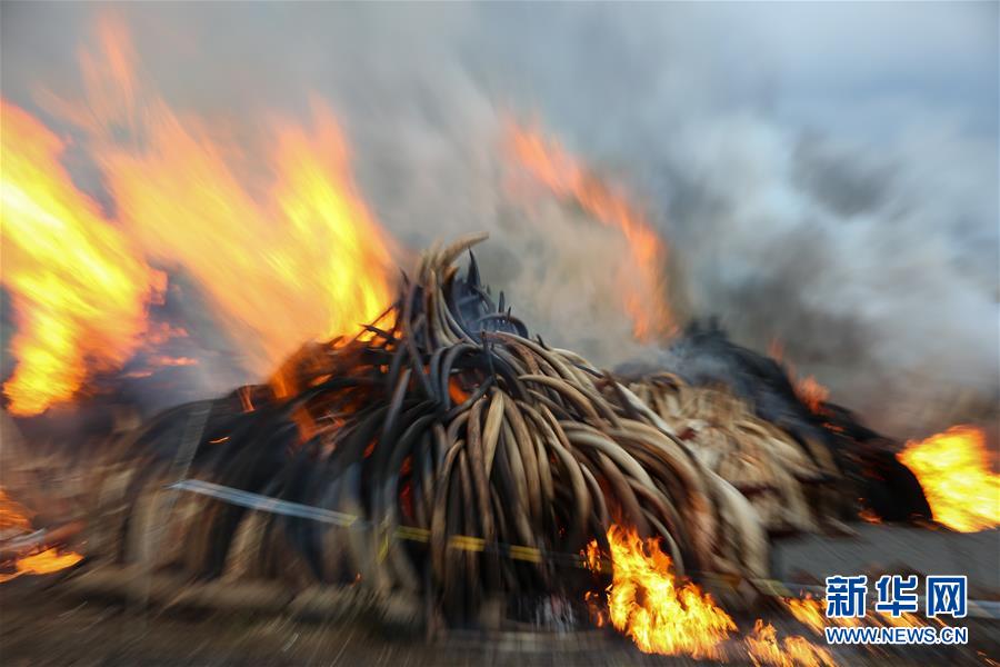 （国际）（5）肯尼亚焚烧105吨象牙和1.3吨犀牛角