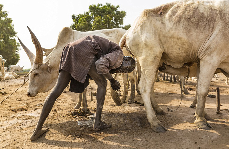 苏丹部落民众以牛为生 用牛尿洗澡(组图)