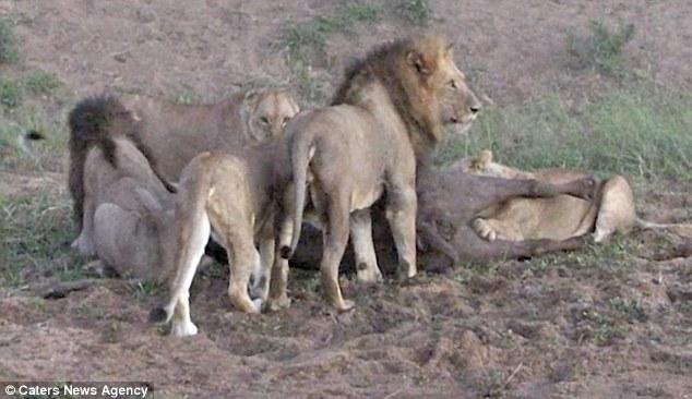 狮群因“谁先吃”引发内讧 猎物趁机逃走