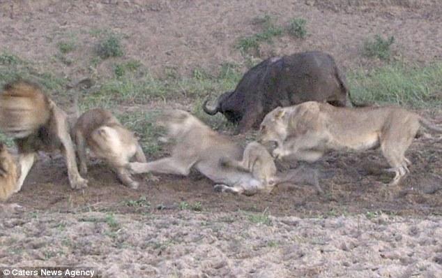 狮群因“谁先吃”引发内讧 猎物趁机逃走