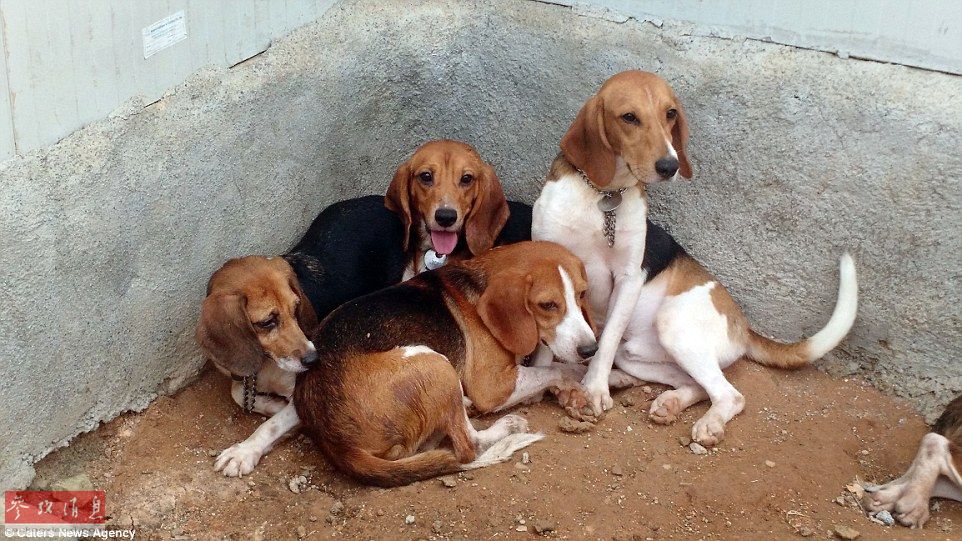 逃离黑暗实验室：印度156只小狗第一次看见阳光（图）