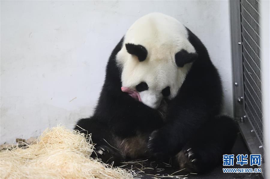 （国际）（4）旅比利时中国大熊猫“好好”产仔