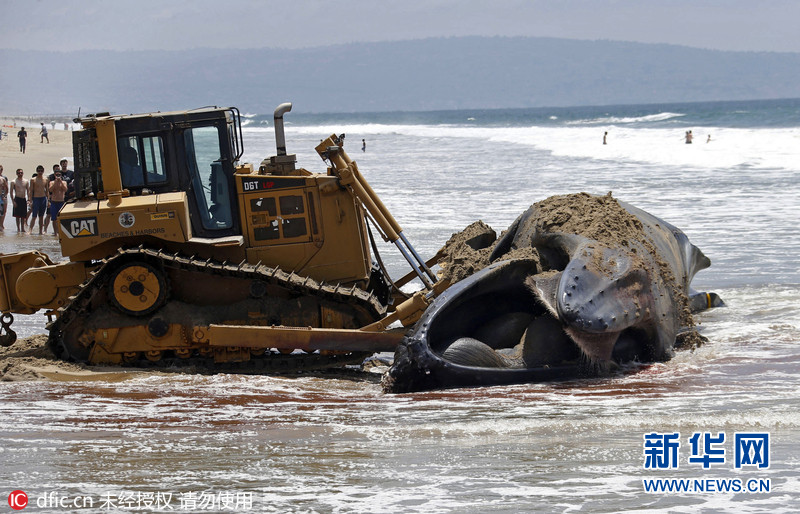美现巨型鲸鱼尸体 救生员开推土机清理(图)