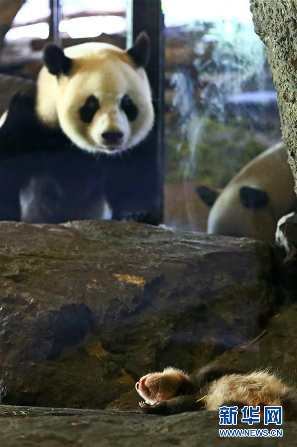（国际）（1）比利时出生的大熊猫宝宝亮相动物园