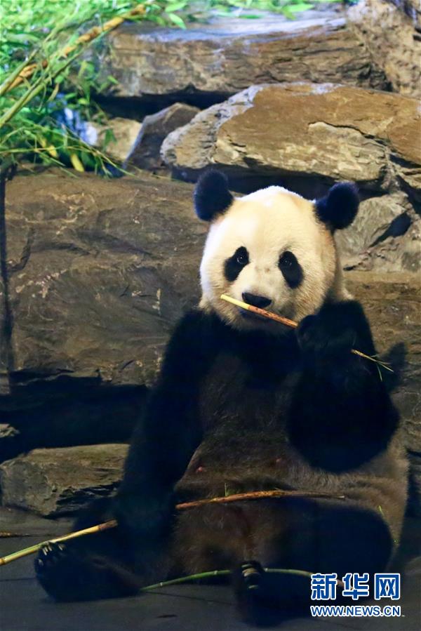 （国际）（3）比利时出生的大熊猫宝宝亮相动物园