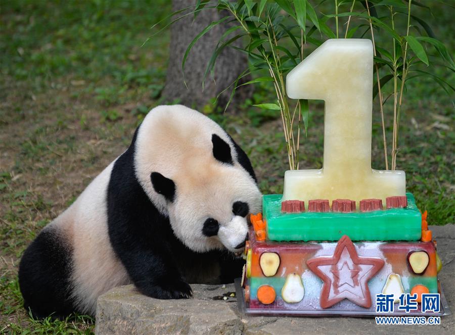 （国际）（4）熊猫贝贝过生日 妈妈美香“代劳”吃蛋糕