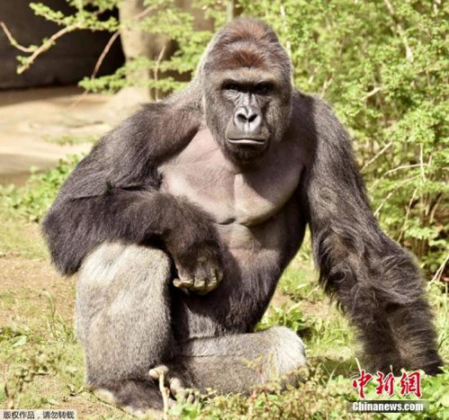 日本动物园为帅气猩猩注册商标 受大批女性追