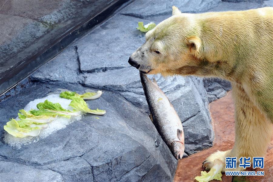 （国际）（6）新加坡动物园为北极熊伊努卡庆生