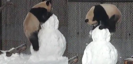 旅加大熊猫雪中嬉戏对雪人“爱不释手”（图）