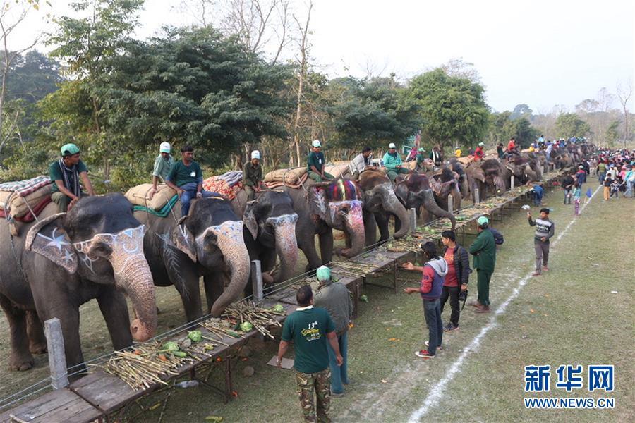 （国际）（1）尼泊尔大象节