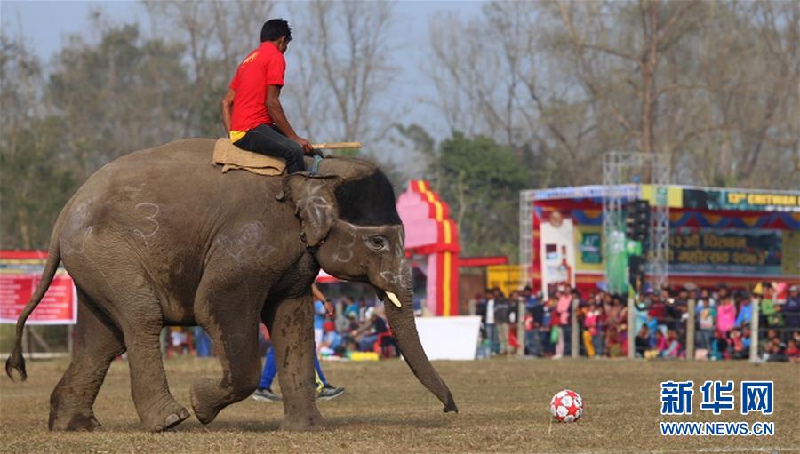 （国际）（6）尼泊尔大象节