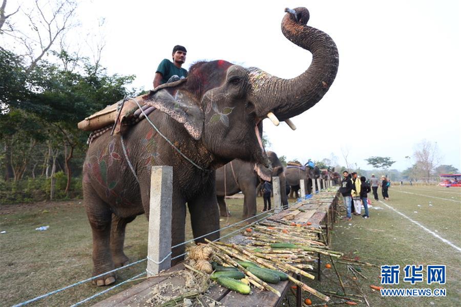 （国际）（3）尼泊尔大象节