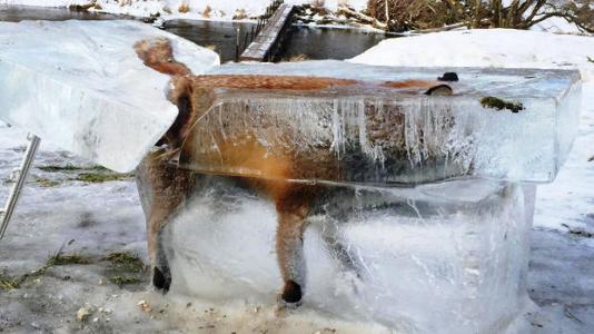 严寒袭欧洲60人死狐狸掉进冰河成“冰雕”!（图）