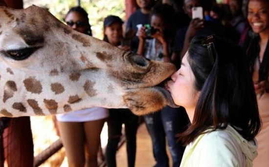 肯尼亚：游客给长颈鹿喂食收到热情一“吻”（图）