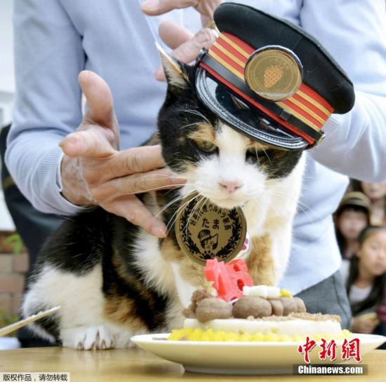 资料图：日本和歌山电铁的首任花猫站长“小玉”(Tama)。