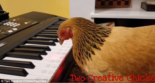 震惊！美国一矮脚鸡可用钢琴奏出爱国曲