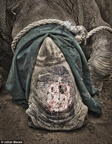 偷猎者生挖犀牛角 全球犀牛遭围捕仅存约3万头（组图）