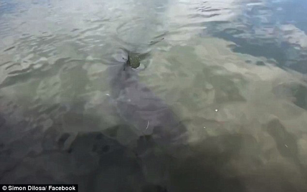 当心！澳大利亚悉尼郊区一沟渠内惊现大白鲨（图）