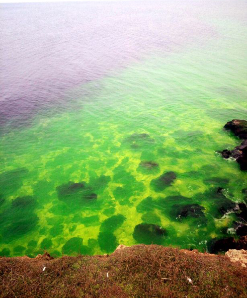 克里米亚半岛附近黑海海水变荧光绿 原因不明（组图）