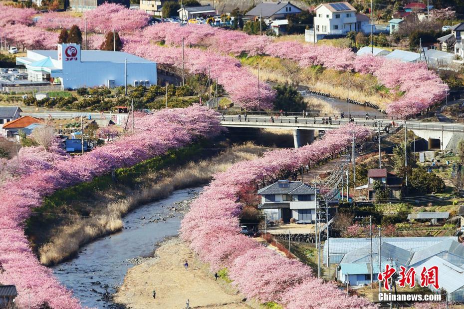 日本早樱绽放 形成浪漫粉色花道