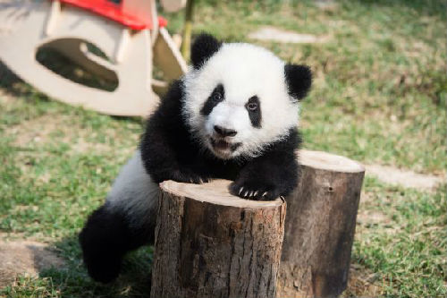 美媒回顾“熊猫外交”历史：从表达善意到“答谢”贸易伙伴