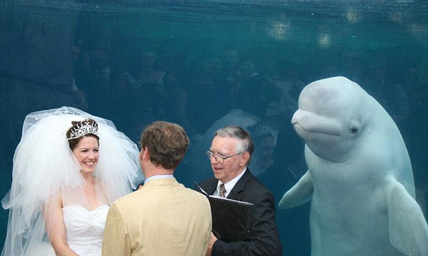 可爱！美白鲸水族馆婚礼现场“凑热闹”抢镜新婚夫妇（组图）
