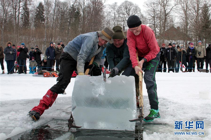 （国际）（2）挪威举行传统采冰比赛
