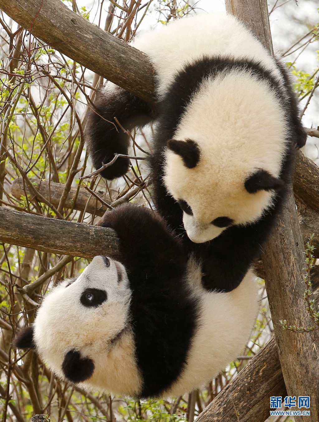 奥地利双胞胎大熊猫宝宝亮相 动作亲昵感情好（组图）