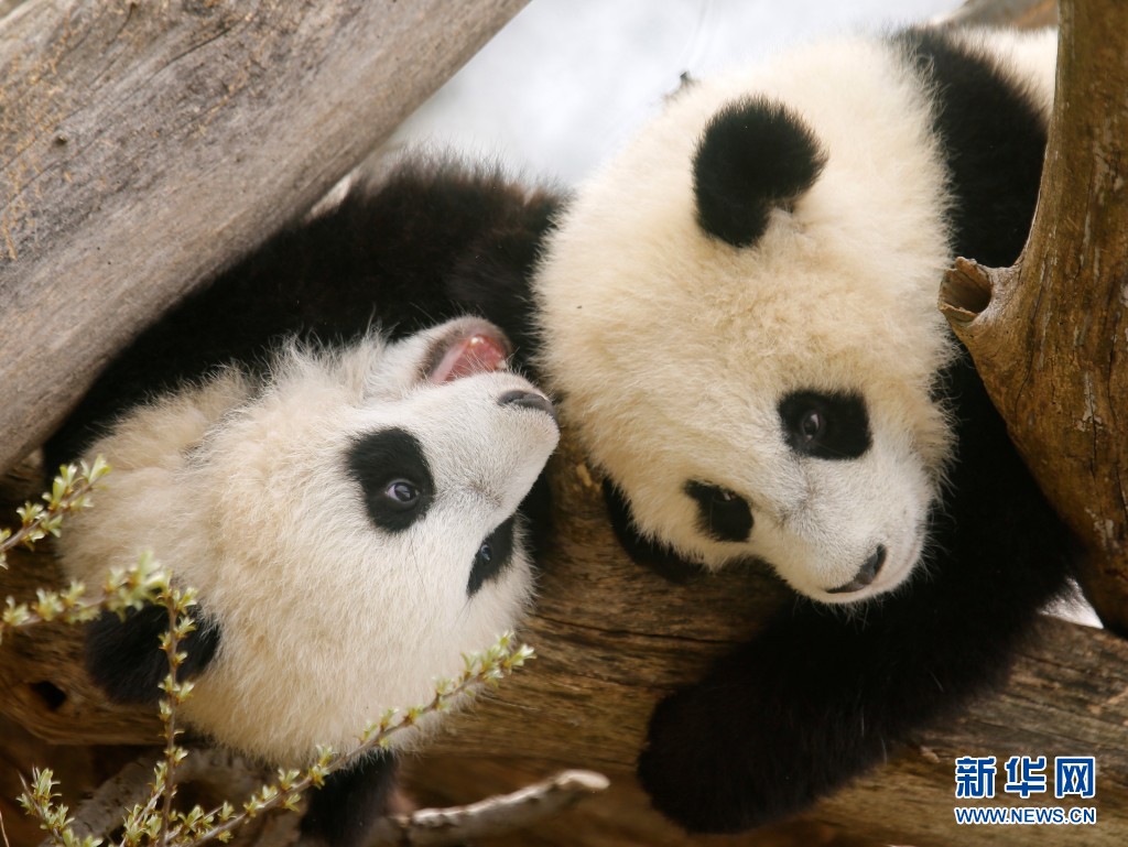 奥地利双胞胎大熊猫宝宝亮相 动作亲昵感情好（组图）