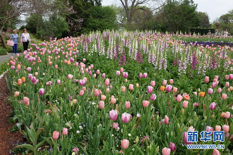 美国西南部地区最大的春季花卉展在达拉斯举行