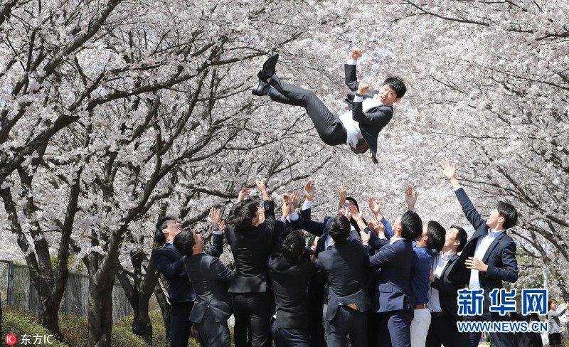 韩国空乘樱花道上庆祝毕业 高颜值空姐人比花娇（组图）