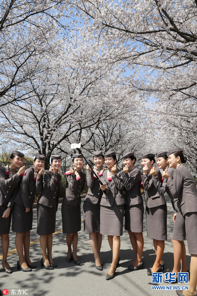 韩国空乘樱花道上庆祝毕业 高颜值空姐人比花娇（组图）