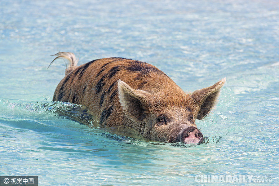 巴哈马有座“小猪岛” 猪宝宝们游泳冲浪生活惬意