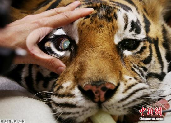 当地时间2016年11月16日，澳大利亚悉尼，Zambi野生动物园的孟加拉虎Indira接受小型眼科手术，以治愈她的对眼。