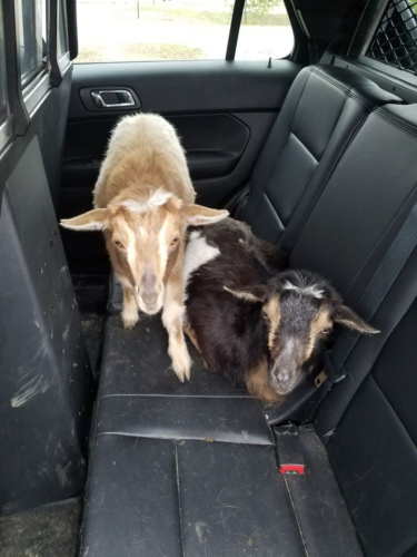 2只侏儒山羊闯进了一户人家的车库，偷吃猫食，被警察“捉拿”。（图片来源：美联社）
