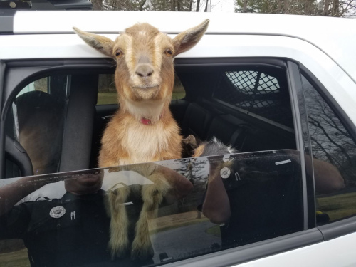 2只侏儒山羊闯进了一户人家的车库，偷吃猫食，被警察“捉拿”。（图片来源：美联社）