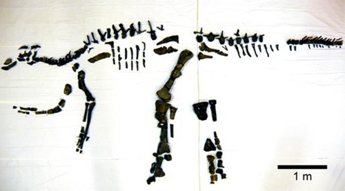 挖掘出的鸭嘴龙科恐龙化石(来源：鹉川町立穗别博物馆)