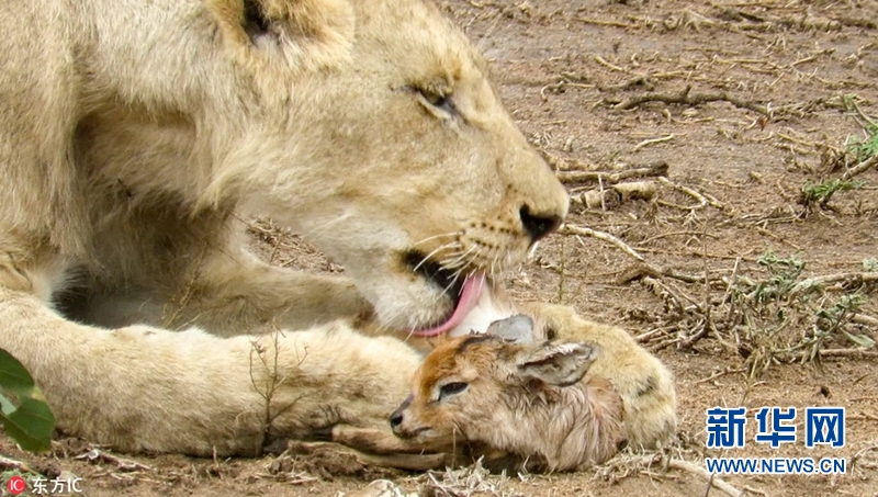 奇妙!狮子母性大发 将小羚羊当幼崽照顾(图)