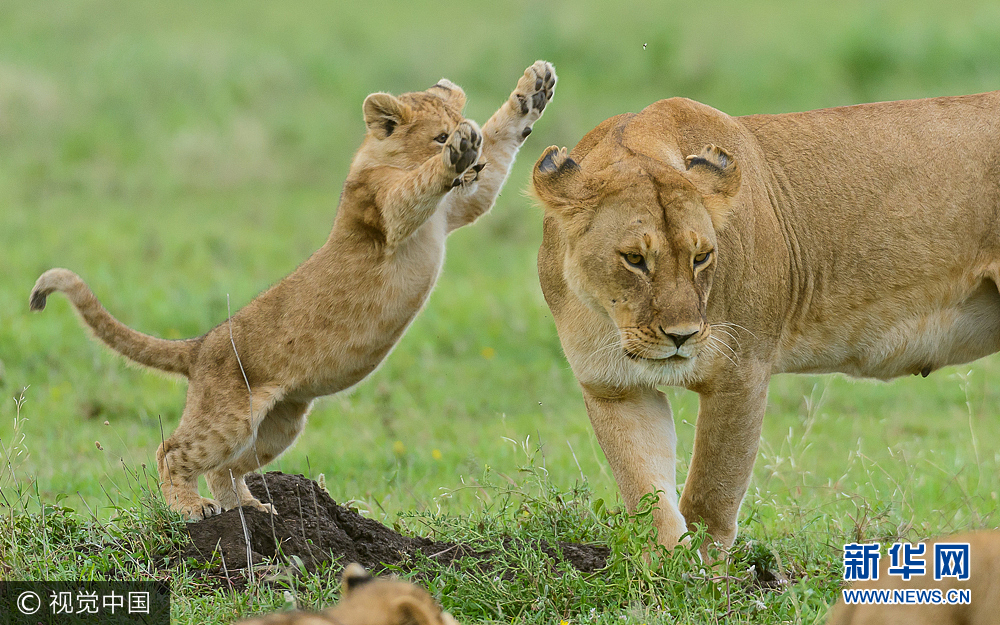 坦桑尼亚:调皮狮宝宝练习扑咬玩耍 狮子妈妈不