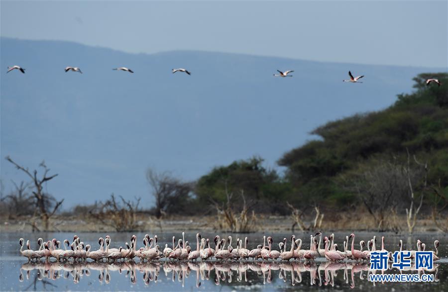 （国际）（1）博戈里亚湖——火烈鸟“天堂”
