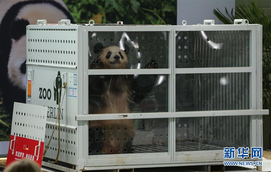 （国际）（3）中国大熊猫“梦梦”“娇庆”抵达柏林