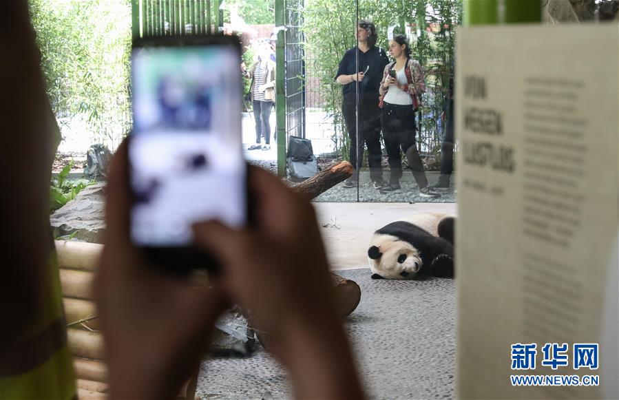 （国际）（1）柏林：争先恐后看熊猫